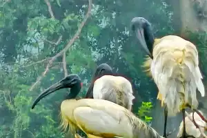 மட்டக்களப்பு தெற்கே அமைந்துள்ள ஏத்தாலைக் குளம் கிராமத்தில் தமது வாழ்வியலை நடாத்தும் வெளிநாட்டு பறவைகள்