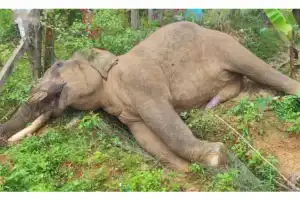 கடந்த 2024 ஆம் ஆண்டில் 386 யானைகள் உயிரிழந்தன.-- வனஜீனராசிகள் பாதுகாப்பு திணைக்களம் தெரிவிப்பு