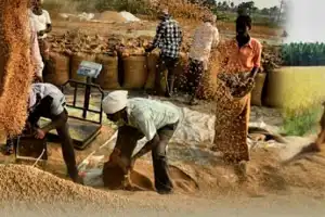 இலங்கையில் நெல்லுக்கான உத்தரவாத விலையை அரசு அறிவிக்காமையால் விவசாயிகள் அளெசகரியம்