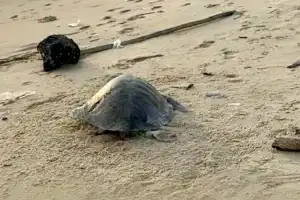யாழ்.வடமராட்சி கிழக்கு நாகர்கோவில் மேற்கு கடற்கரையில் இறந்த நிலையில் 2 கடலாமைகள் கரையொதுங்கின