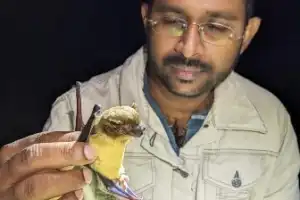 இலங்கையில் 58 ஆண்டுகளாகக் காணப்படாத அரிய இனமான டிக்கெல்ஸ் வௌவால் மீண்டும் உயிருடன் கண்டுபிடிப்பு