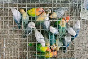இந்தியாவிலிருந்து கடலால் கொண்டு வரப்பட்ட பறவைகள் மற்றும் மருந்துப் பொருட்களுடன் மூவர் கைது