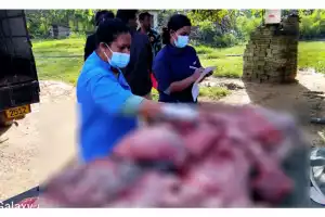 கிளிநொச்சியில் பன்றிப் பண்ணையில் உயிரிழந்த பன்றிகளின் உடலை மருத்துவ பரிசோதனைக்கு உட்படுத்தி மன்றுக்கு...