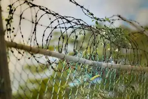 அமெரிக்க எல்லையில் இருந்து கனடாவுக்குள் சட்டவிரோதமாக நுழைய முயன்ற 15 பேர் கைது ஒருவர் உயிரிழந்தார்