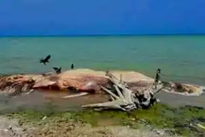 யாழ்ப்பாணம், புங்குடுதீவு கடலில் திமிங்கிலம் ஒன்று நேற்றுக் கரையொதுங்கியுள்ளது.